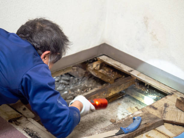 Best Best Mold Removal Companies  in Hamlin, WV