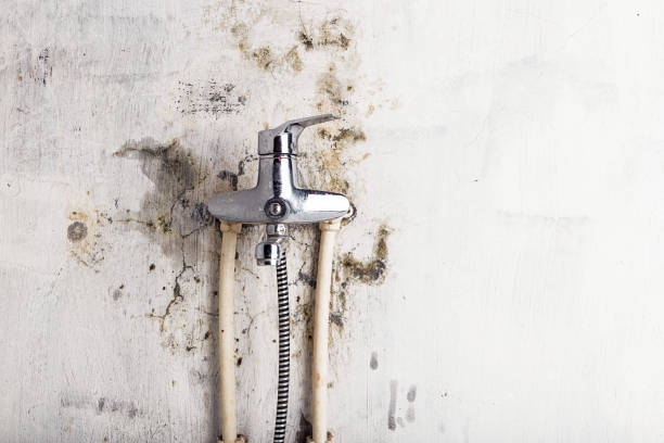 Best Mold Remediation Services  in Hamlin, WV