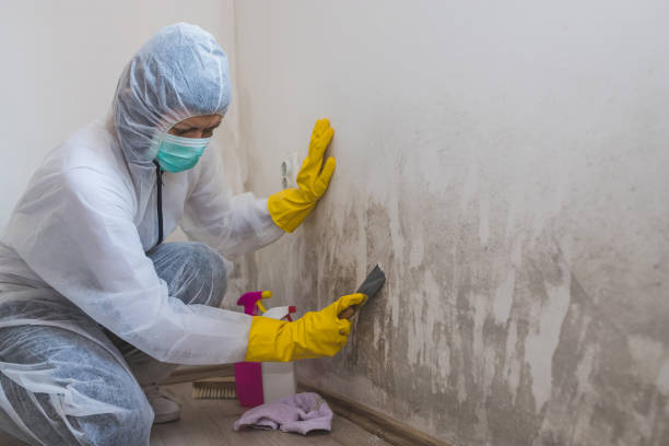 Best Local Mold Removal Service  in Hamlin, WV