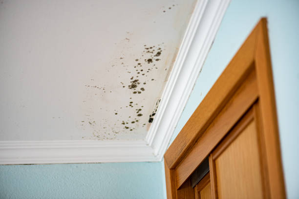 Best Commercial Mold Removal  in Hamlin, WV