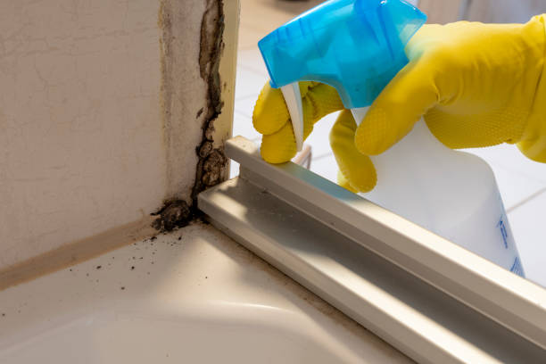 Best Residential Mold Removal  in Hamlin, WV
