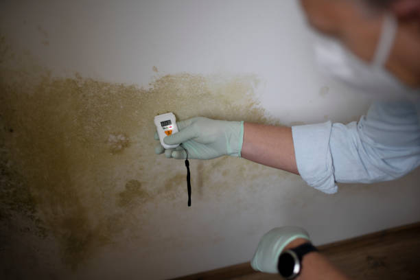 Home Mold Removal in Hamlin, WV