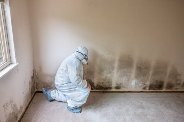 Mold Removal and Inspection in Hamlin, WV