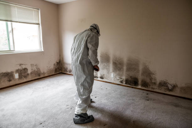 Best Mold Removal and Inspection  in Hamlin, WV