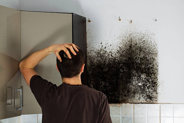 Best Black Mold Removal  in Hamlin, WV