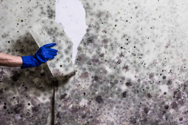 Best Mold Testing  in Hamlin, WV