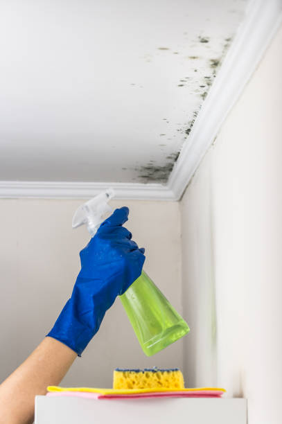 Mold Testing and Removal in Hamlin, WV