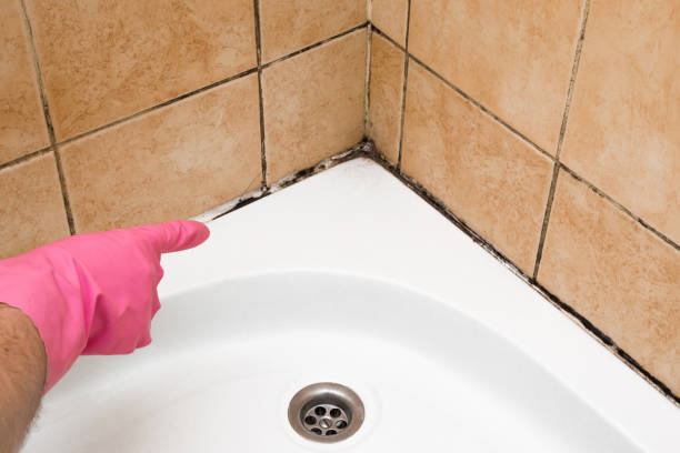 Best Office Mold Removal Services  in Hamlin, WV
