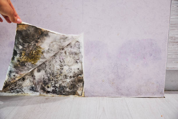 Best Certified Mold Removal  in Hamlin, WV